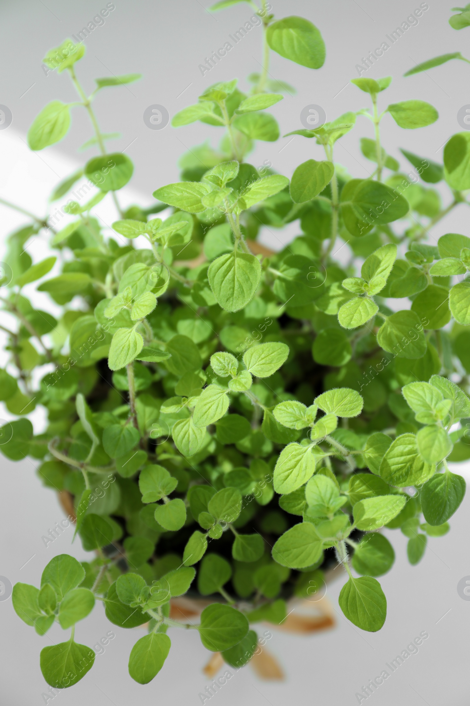 Photo of Fresh potted oregano on white background, above view