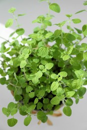 Photo of Fresh potted oregano on white background, above view