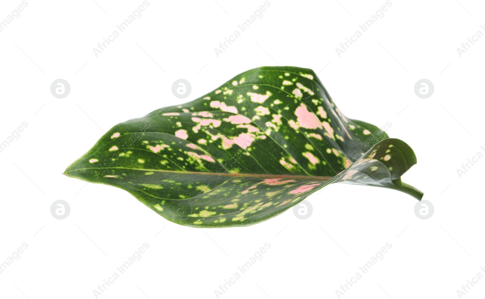 Photo of Aglaonema leaf isolated on white. Beautiful tropical plant