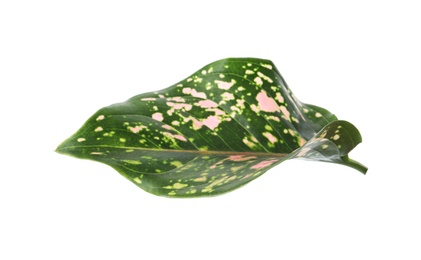 Aglaonema leaf isolated on white. Beautiful tropical plant