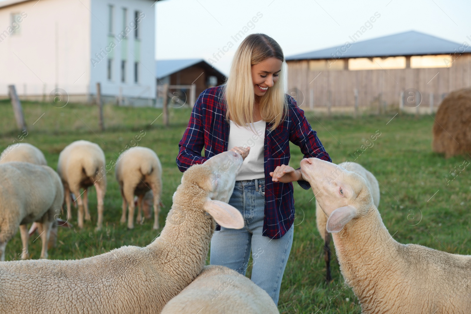 Photo of Smiling woman feeding sheep on pasture at farm