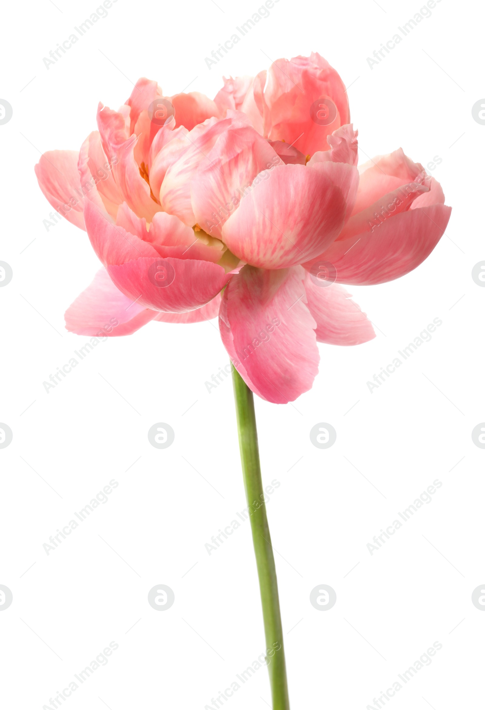 Photo of Beautiful blooming pink peony isolated on white