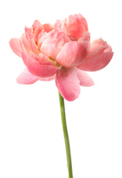 Photo of Beautiful blooming pink peony isolated on white