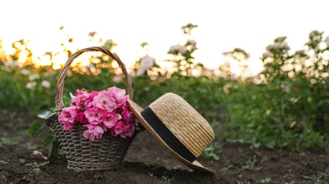 Wicker basket with straw hat and roses outdoors. Gardening