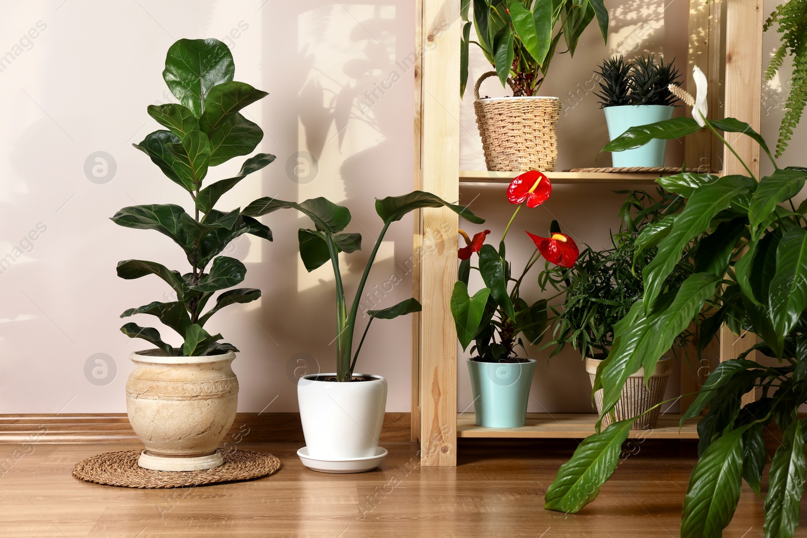 Photo of Beautiful houseplants in pots indoors. House decor