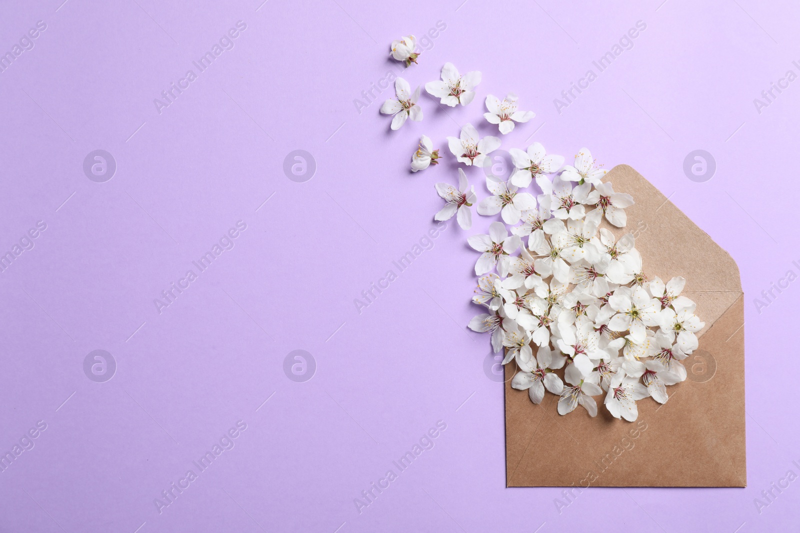 Photo of Envelope with apricot tree flowers on violet background, flat lay. Space for text