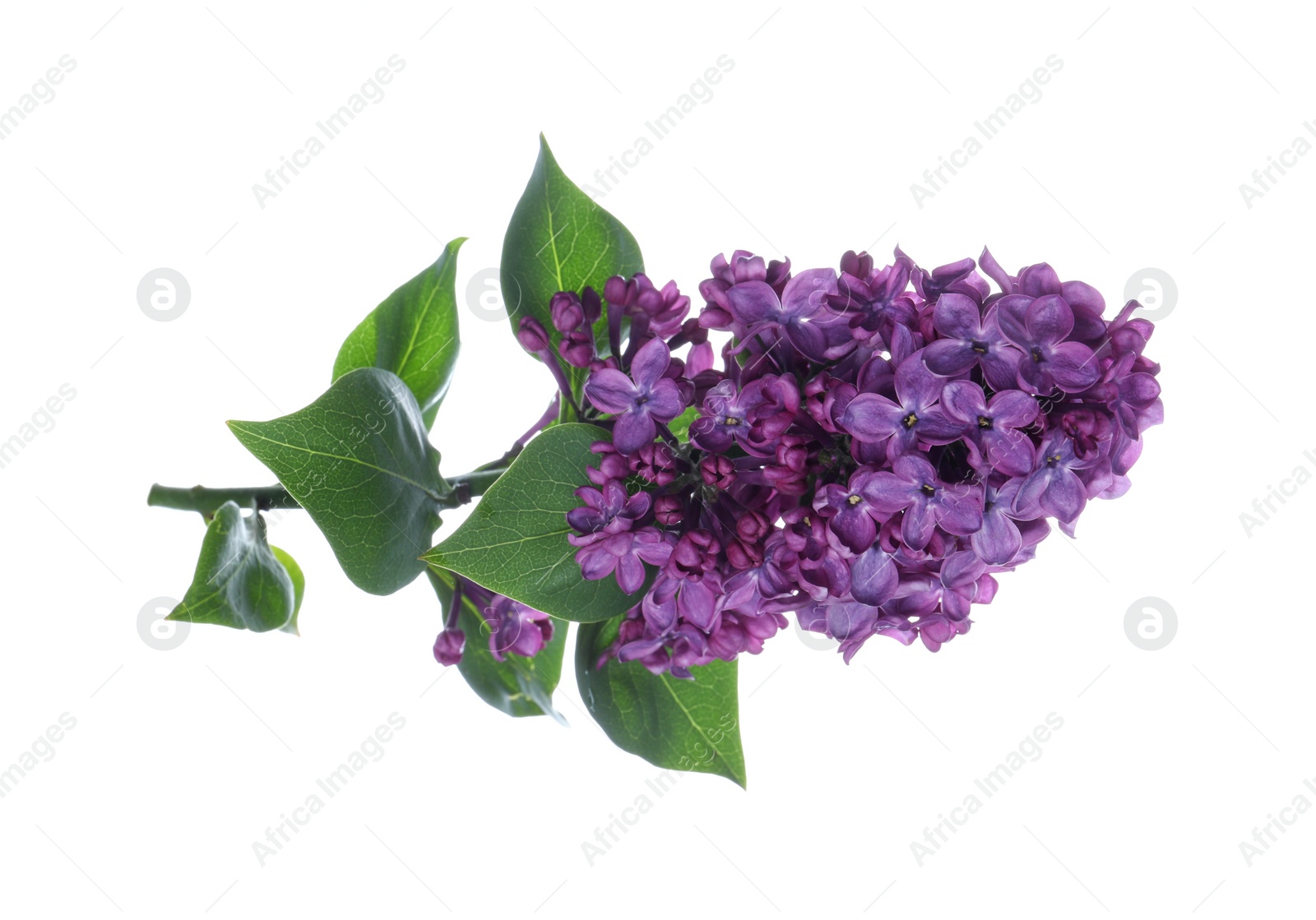 Photo of Beautiful blossoming lilac branch with leaves isolated on white