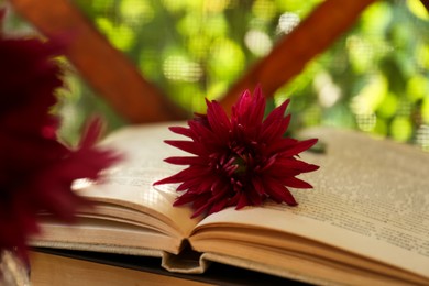 Photo of Beautiful pink chrysanthemum flower and books, closeup