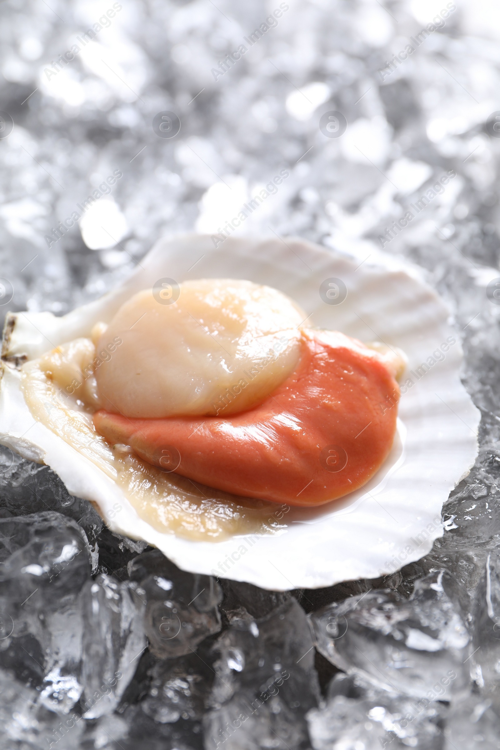 Photo of Fresh raw scallop in shell on ice cubes, closeup