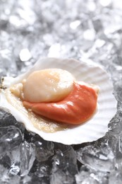 Fresh raw scallop in shell on ice cubes, closeup