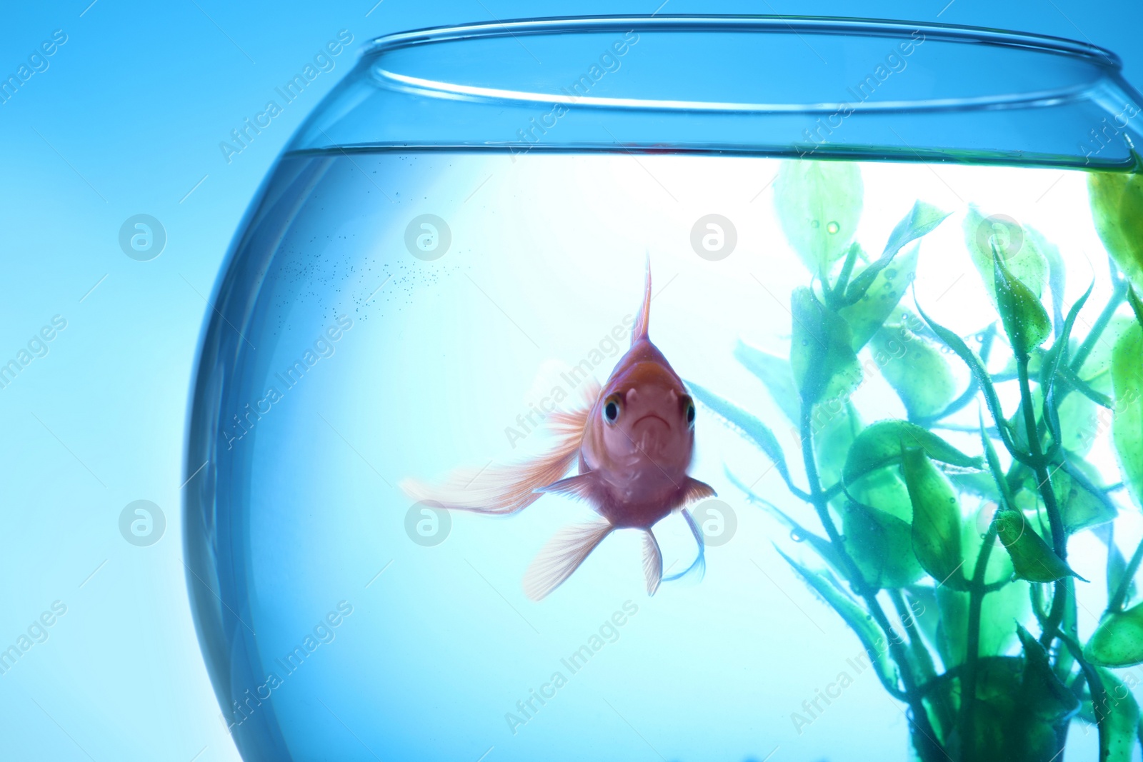 Photo of Beautiful bright small goldfish swimming in round glass aquarium on blue background, closeup