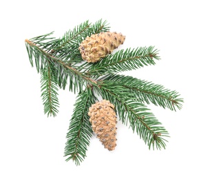 Photo of Fir tree branch with pinecones isolated on white, top view