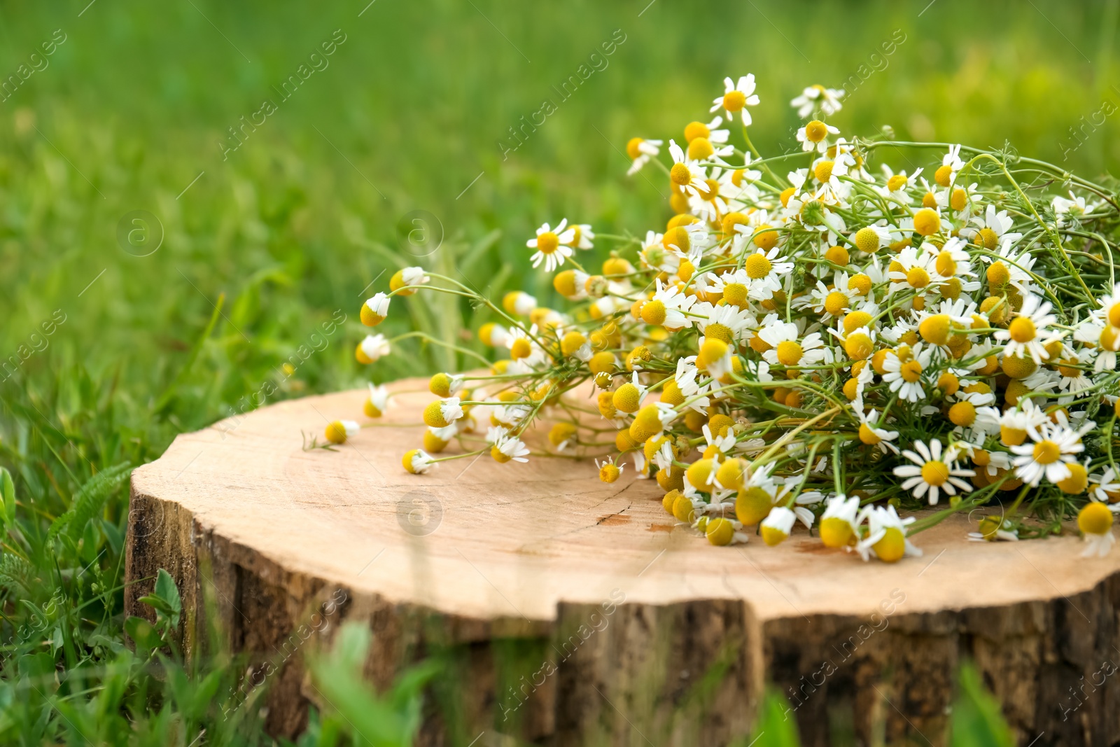 Photo of Beautiful bouquet of chamomiles on stump outdoors, closeup