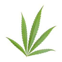 Photo of Green organic hemp leaf on white background