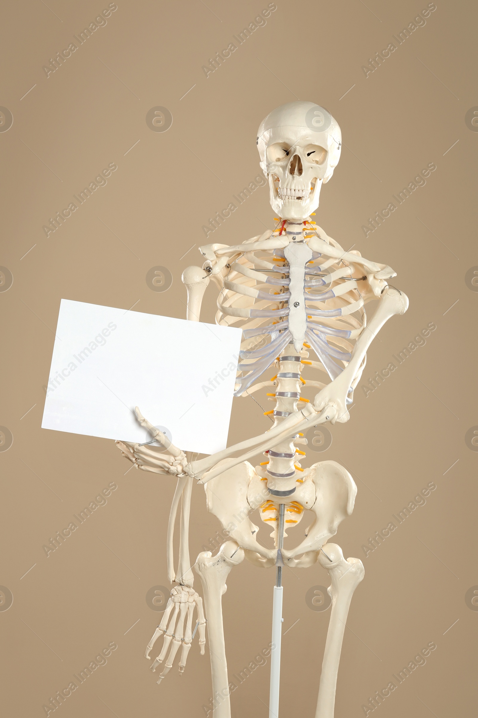 Photo of Artificial human skeleton model with blank sheet on beige background. Space for text