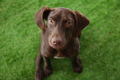 Photo of German Shorthaired Pointer dog on green grass