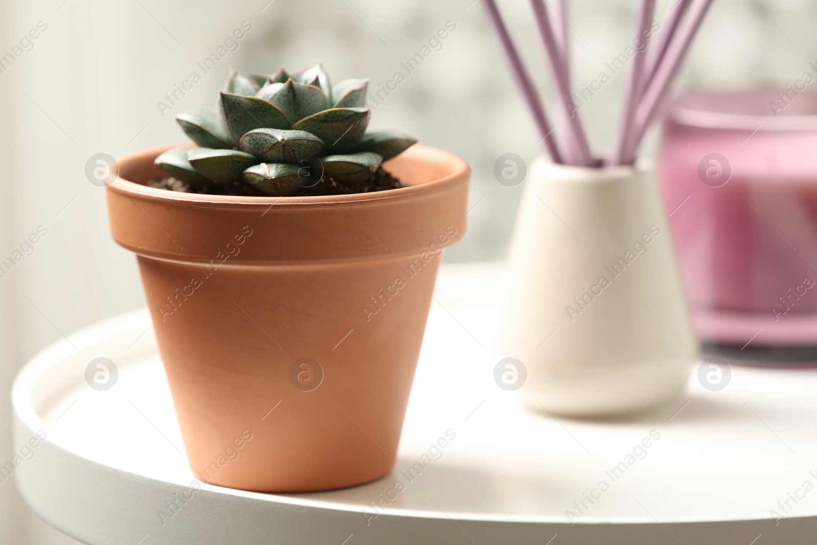 Photo of Beautiful Echeveria plant on white table at home