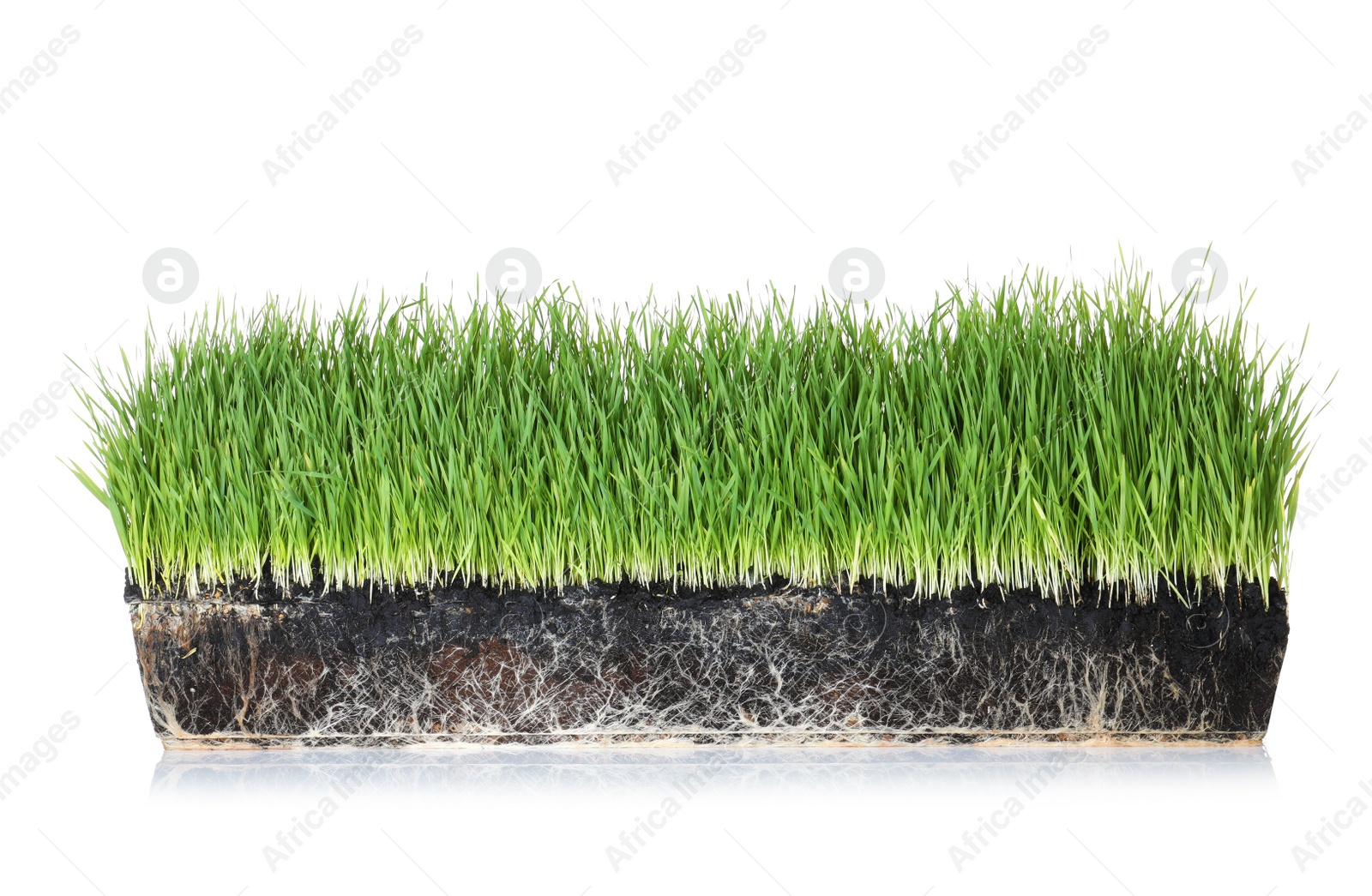 Photo of Vivid green grass in soil on white background