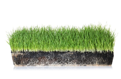 Vivid green grass in soil on white background