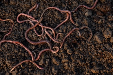 Photo of Many earthworms on wet soil, top view