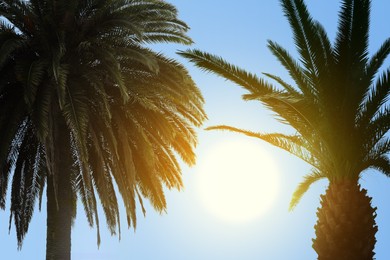 Image of Beautiful palm trees with green leaves on sunny day