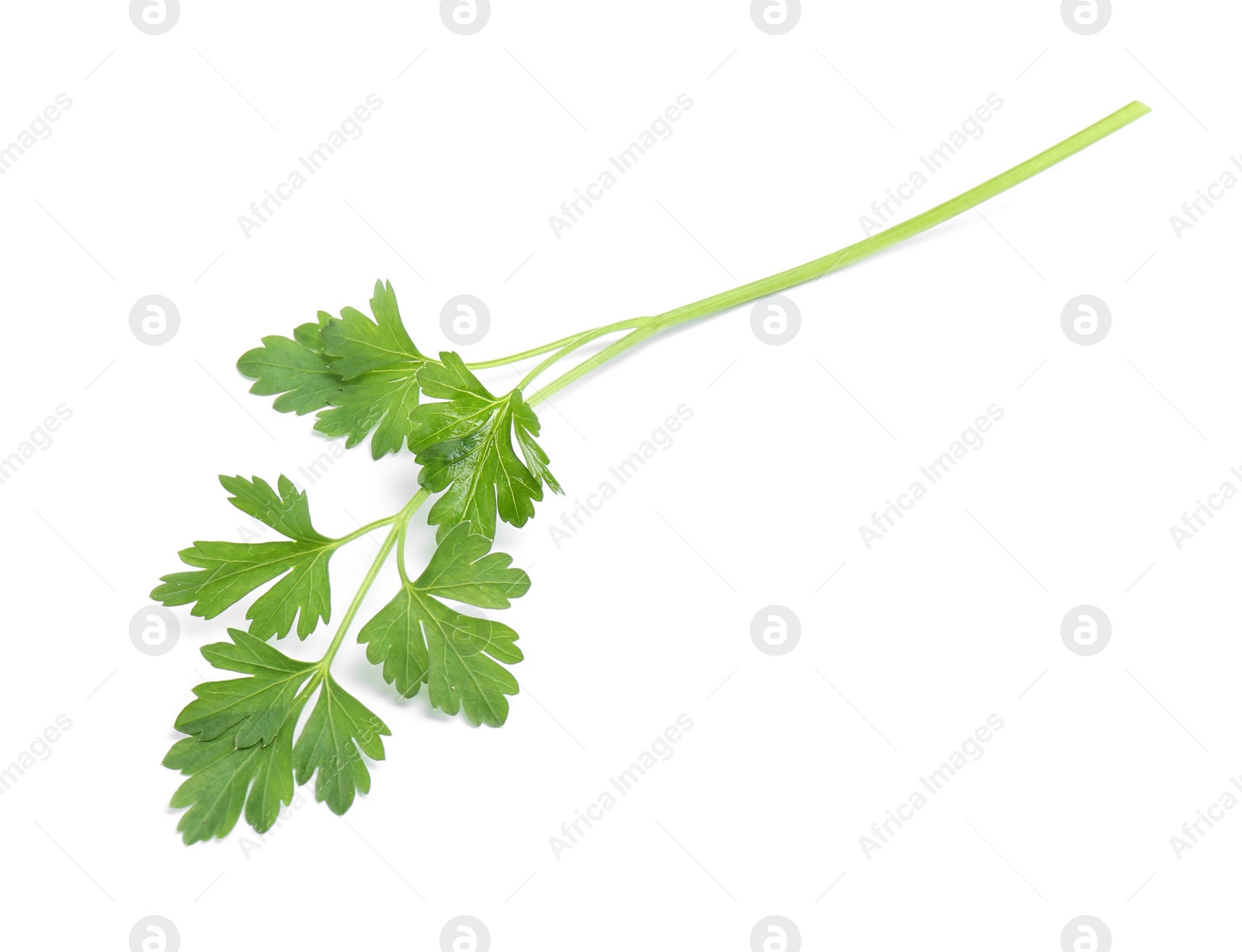 Photo of Leaves of fresh tasty parsley on white background