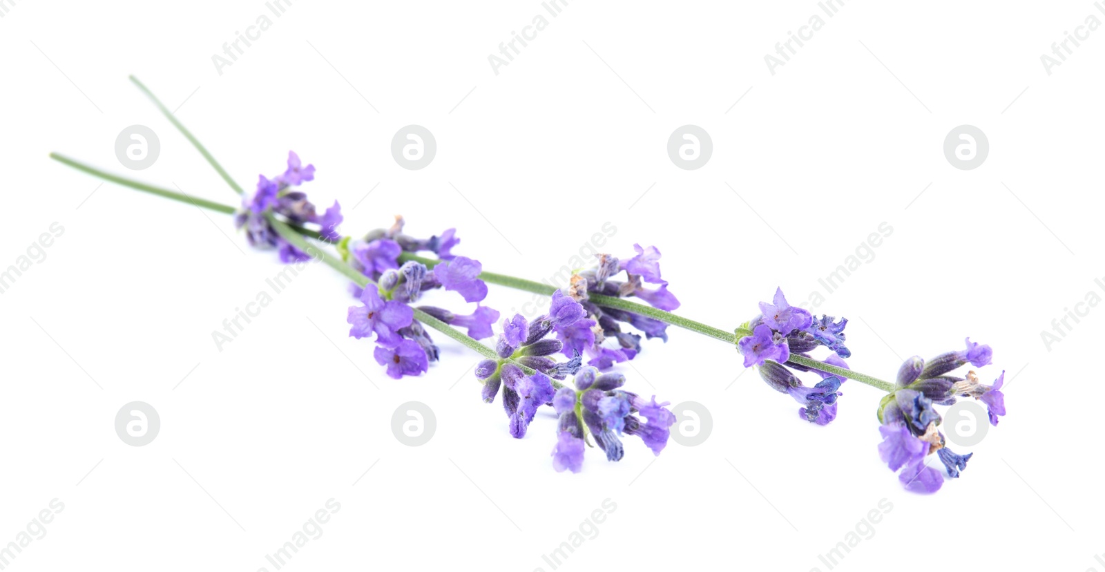 Photo of Beautiful tender lavender flowers on white background