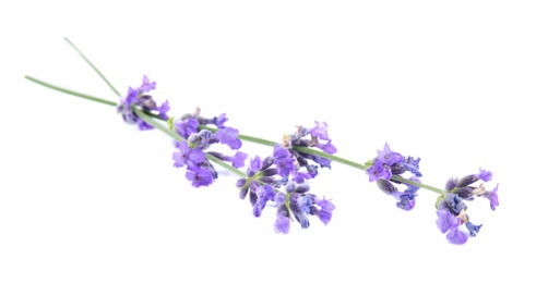 Photo of Beautiful tender lavender flowers on white background