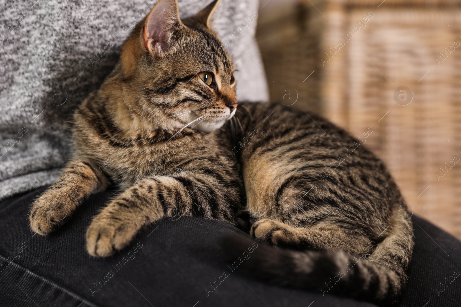 Photo of Woman with cute tabby cat at home, closeup. Lovely pet