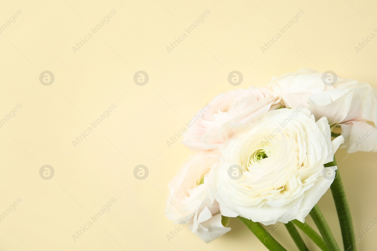 Photo of Beautiful ranunculus flowers on color background, top view. Space for text