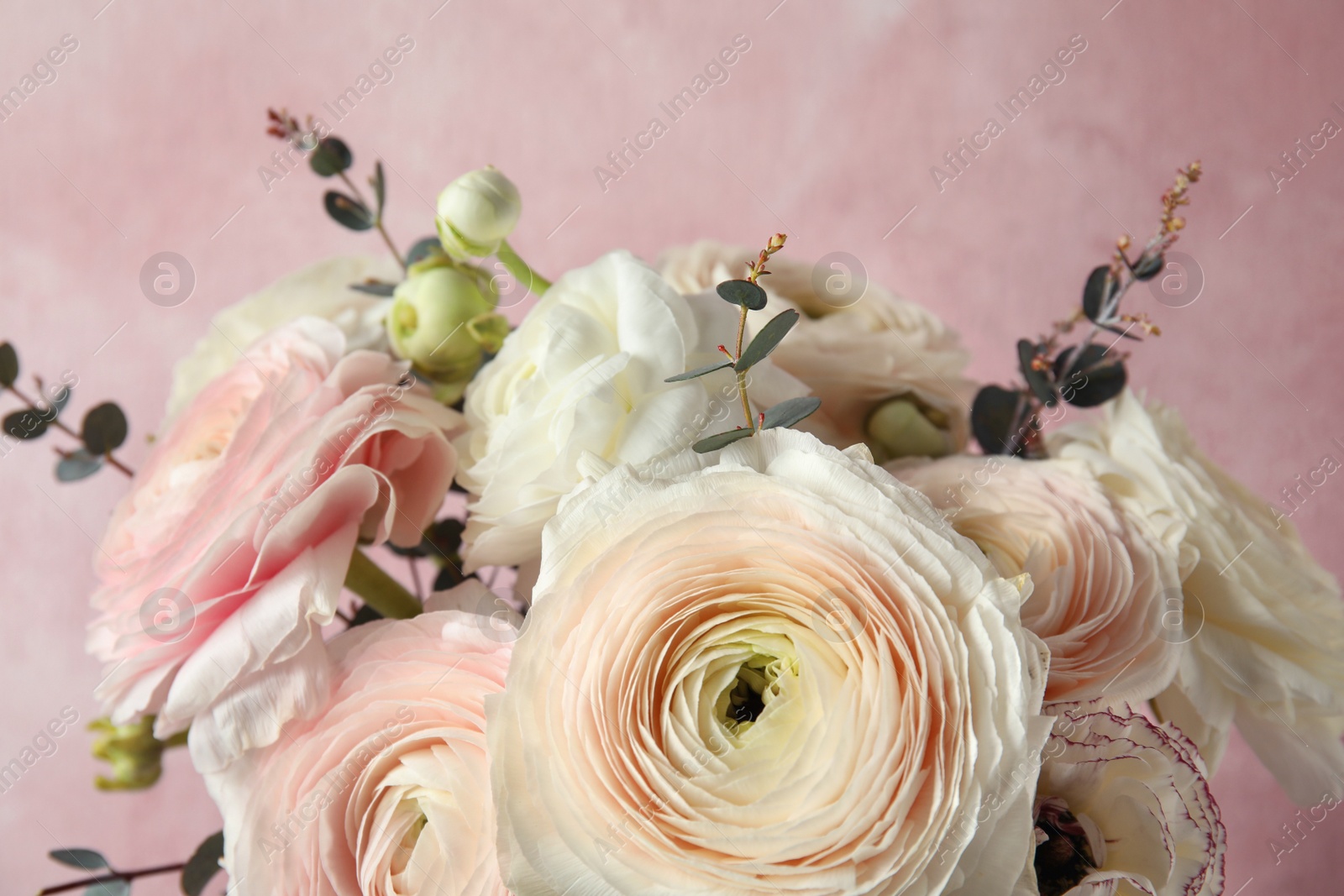 Photo of Beautiful delicate spring ranunculus flowers on color background, closeup