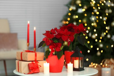 Potted poinsettias, burning candles and festive decor on white table in room. Christmas traditional flower