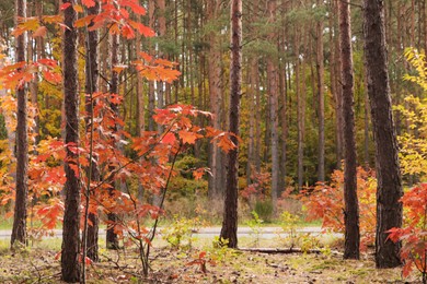 Beautiful trees with colorful leaves in forest. Autumn season