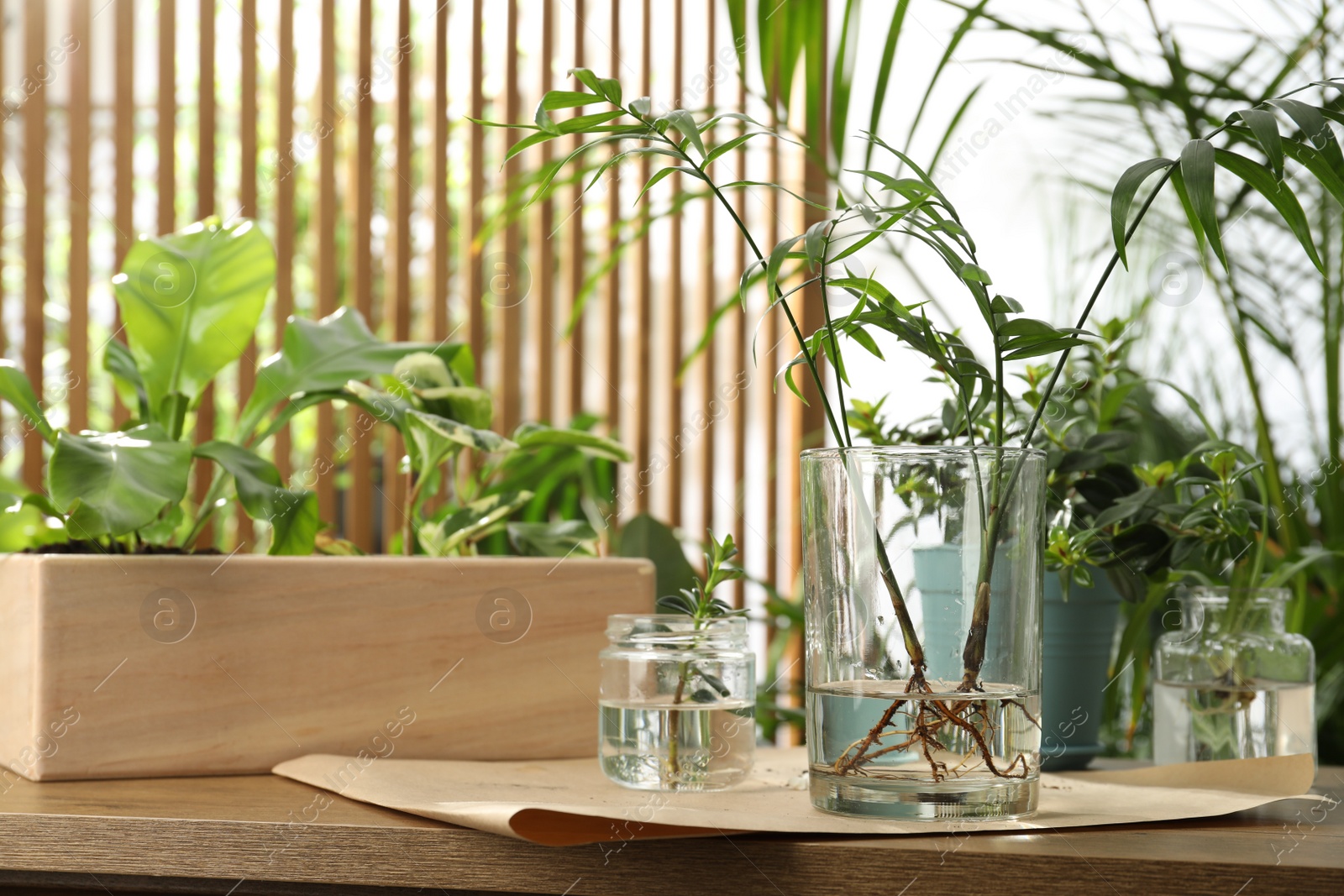 Photo of Exotic house plants in water on wooden table. Space for text