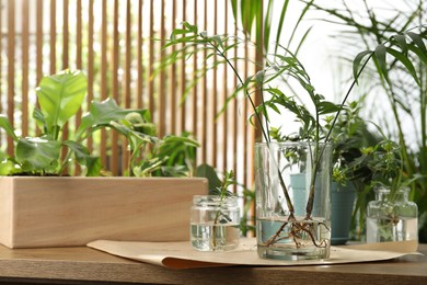 Exotic house plants in water on wooden table. Space for text