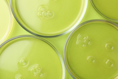 Photo of Petri dishes with liquid samples on green background, flat lay