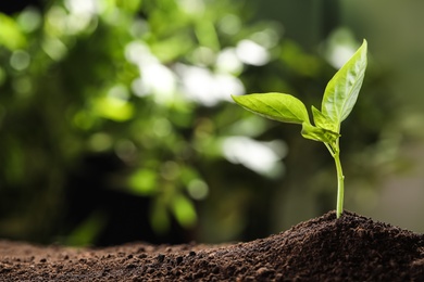 Young seedling in soil on blurred background, space for text