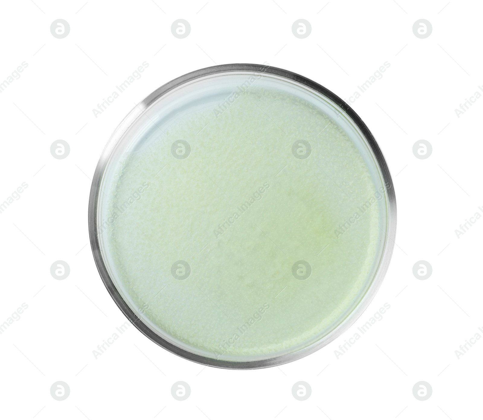 Photo of Petri dish with green liquid isolated on white, top view