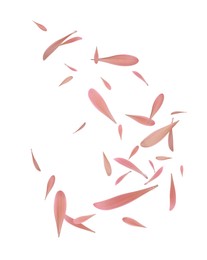 Image of Beautiful tender petals flying on white background