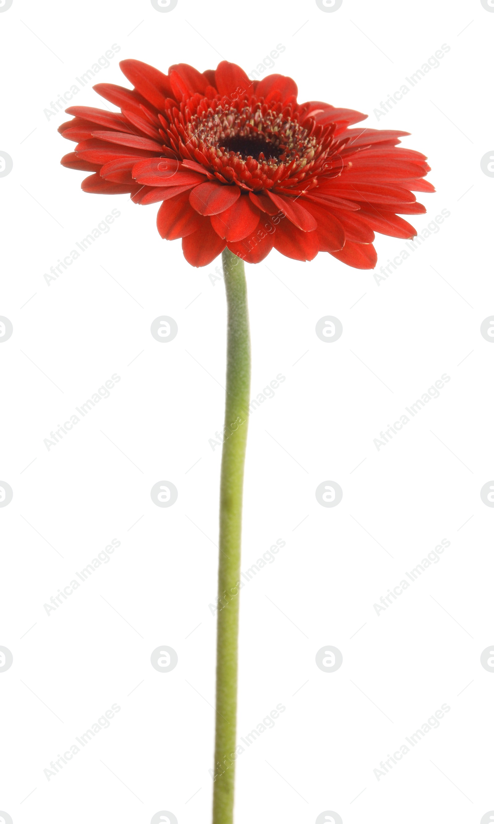 Photo of Beautiful red gerbera flower on white background