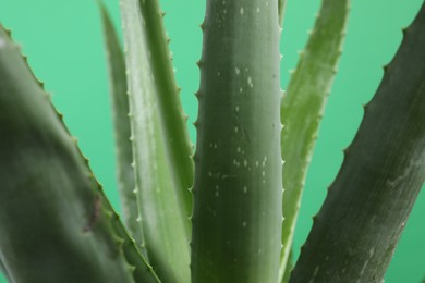 Photo of Beautiful aloe vera plant on green background, closeup