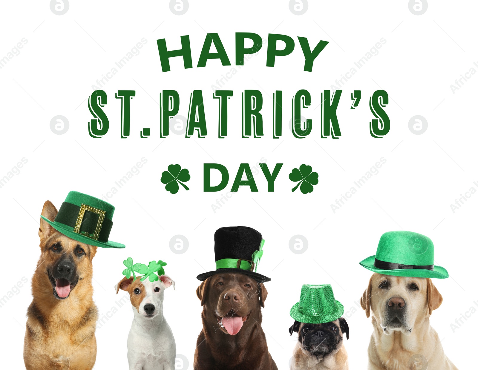 Image of Happy St. Patrick's Day. Cute dogs with leprechaun hats on white background