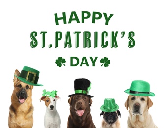 Image of Happy St. Patrick's Day. Cute dogs with leprechaun hats on white background