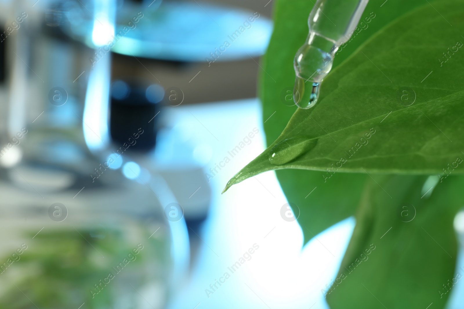 Photo of Clear liquid dropping from pipette on leaf against blurred background, closeup with space for text. Plant chemistry