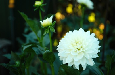 Beautiful blooming white dahlia flower in green garden