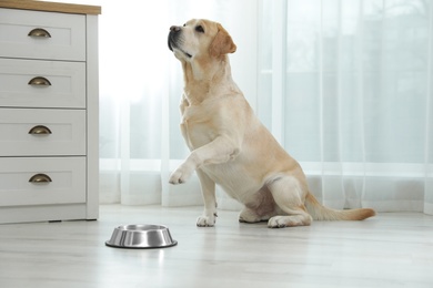 Yellow labrador retriever with feeding bowl on floor indoors