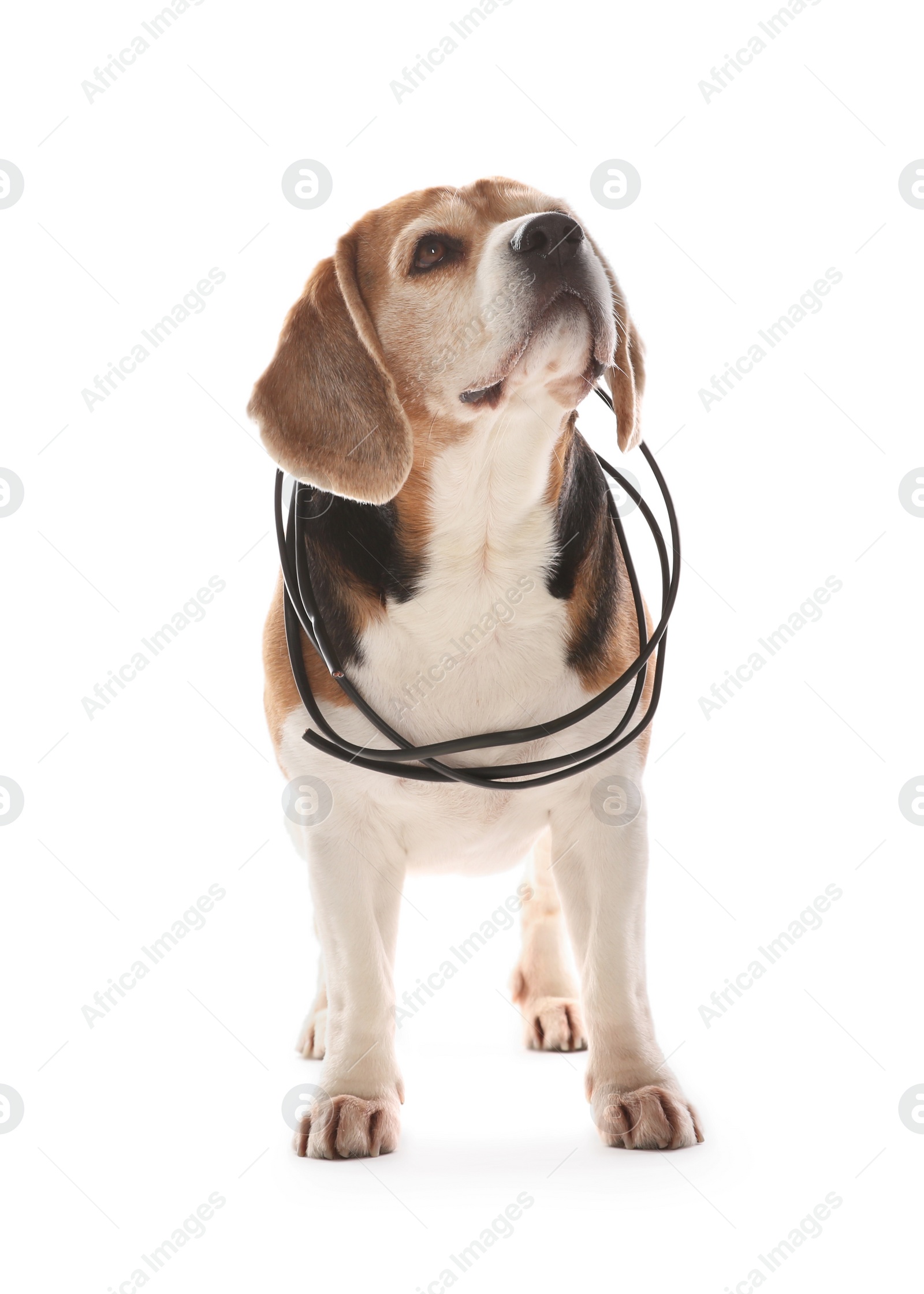 Photo of Naughty Beagle dog with damaged electrical wire on white background
