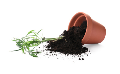 Photo of Overturned terracotta flower pot with soil and plant isolated on white