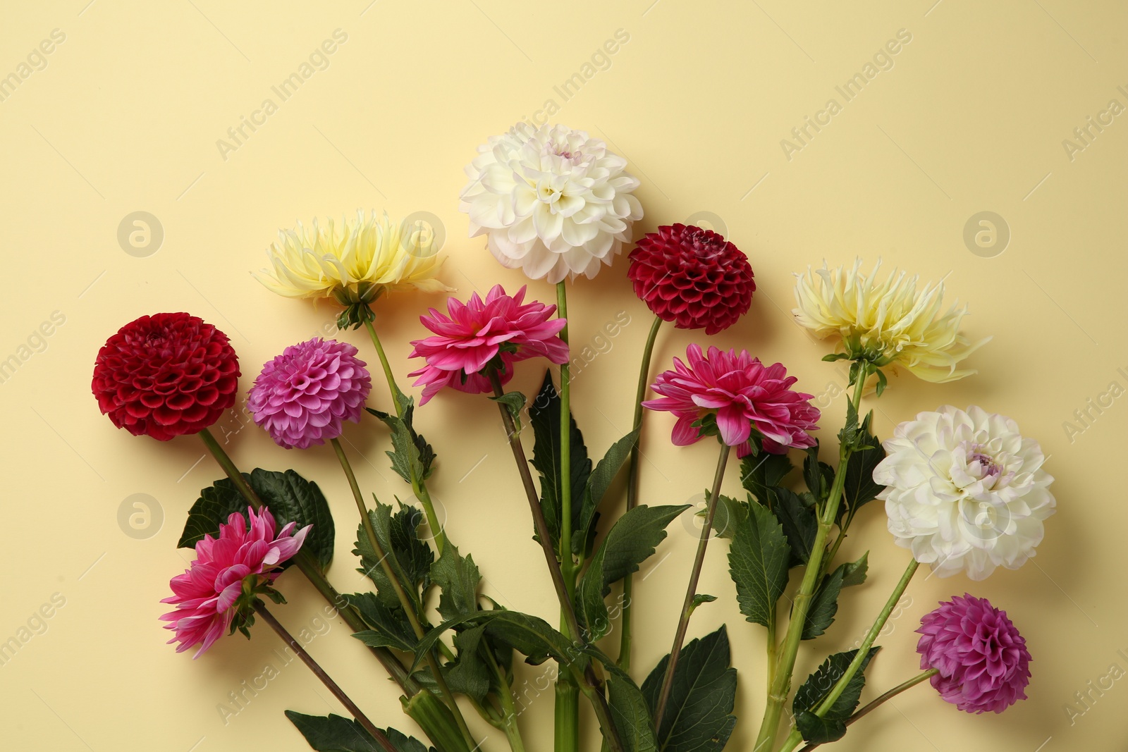 Beautiful dahlia flowers on pale yellow background, flat lay Photo of Beautiful dahlia flowers on pale yellow background, flat lay