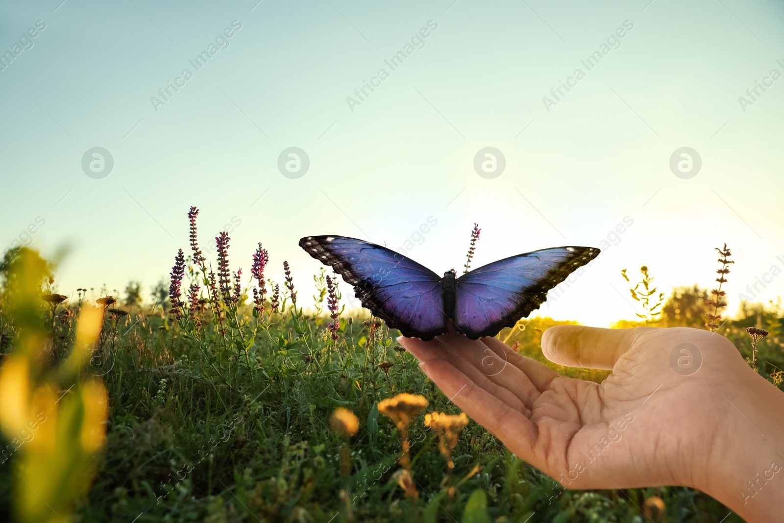 Image of Woman holding beautiful morpho butterfly sunlit in field, closeup